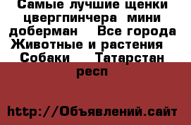 Самые лучшие щенки цвергпинчера (мини доберман) - Все города Животные и растения » Собаки   . Татарстан респ.